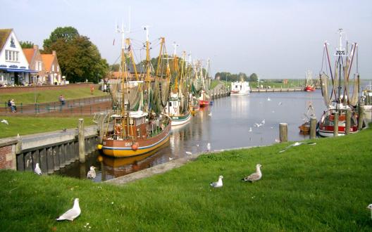 Möwen im Hafen von Greetsiel