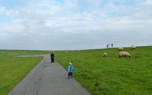 Spaziergänger, Deich und Schafe in der Nähe des Leuchtturm Pilsum