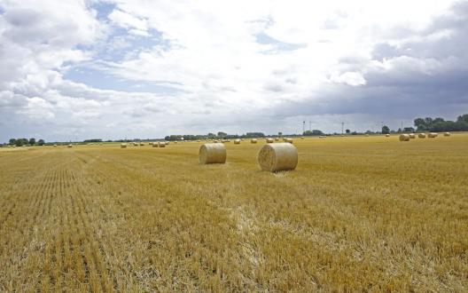 Symbolfoto, da uns kein geeignetes Foto vorlag - Das Bild zeigt Strohballen auf einem Feld in Neuwesteel (Stadt Norden)